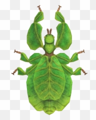 Walking Leaf - Animal Crossing Wiki Nookipedia png