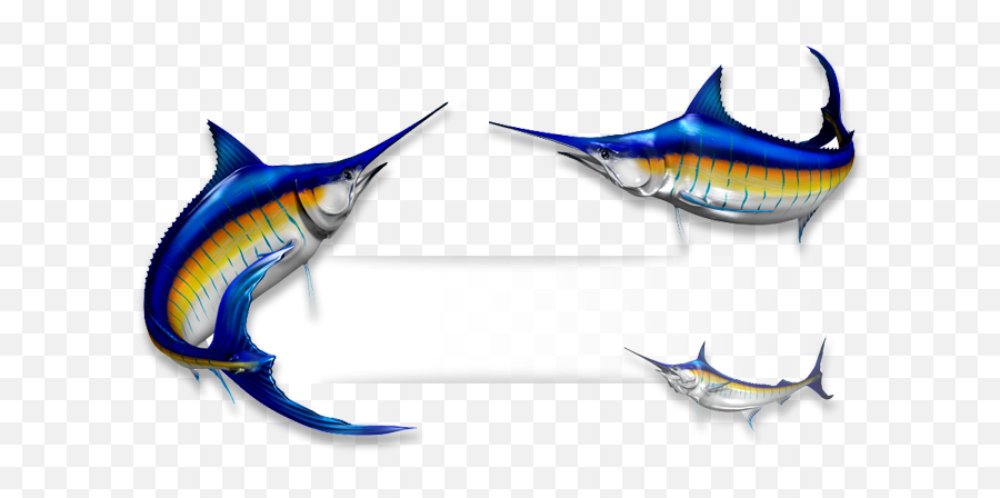 Recreational Vehicle Transparent Png - Atlantic Blue Marlin,Marlin Png