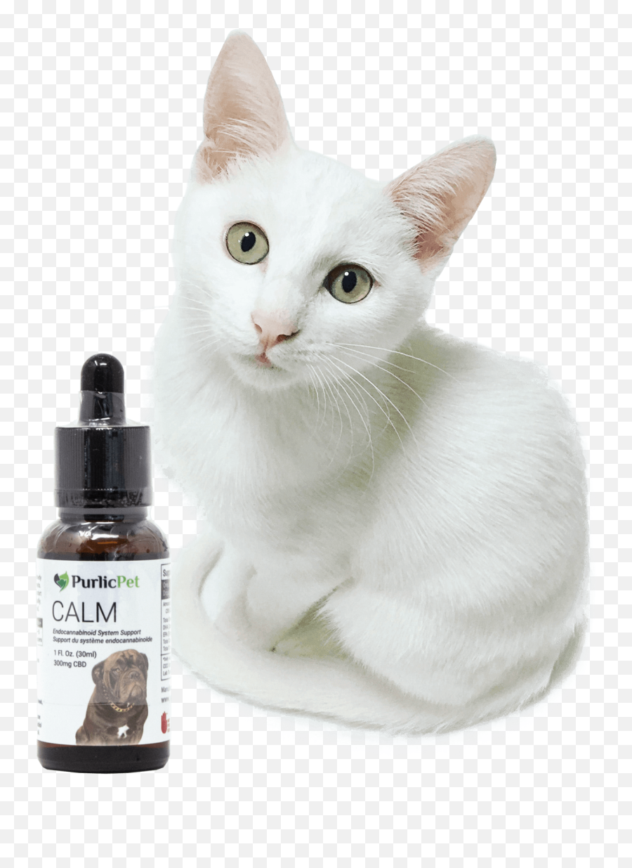 What Is Cbd Purlic Pets Png Calm Icon For Cats