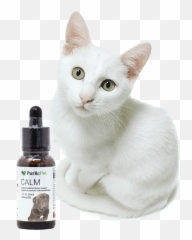 What Is Cbd Purlic Pets Png