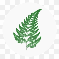 Strange Attractors U2013 Home - Barnsley Fern Png,Fern Icon