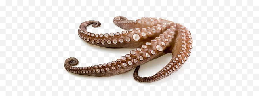 Octopus Tentacles Png Free Download - Maec Museo Etrusca E Della Città Di Cortona,Tentacles Transparent Background
