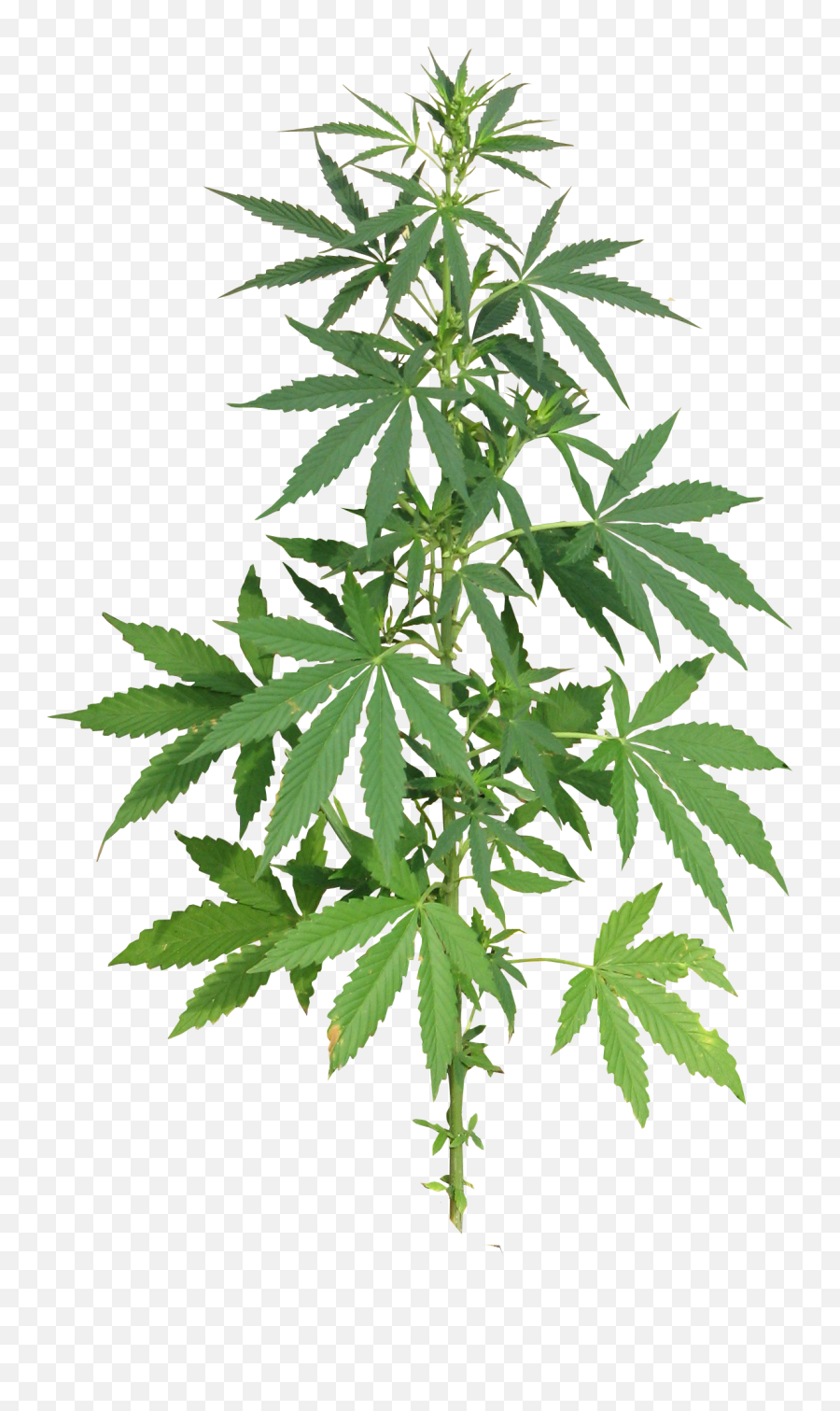 Real Weed Leaf Png Picture - Cannabis Png,Cannabis Leaf Png