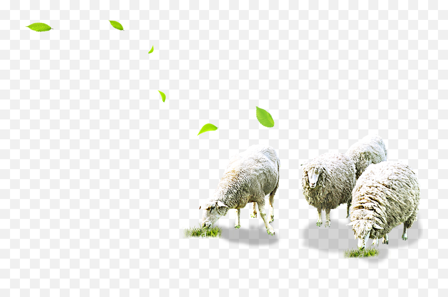 Sheep Png Free Download - Sheep Grazing Png,Sheep Png