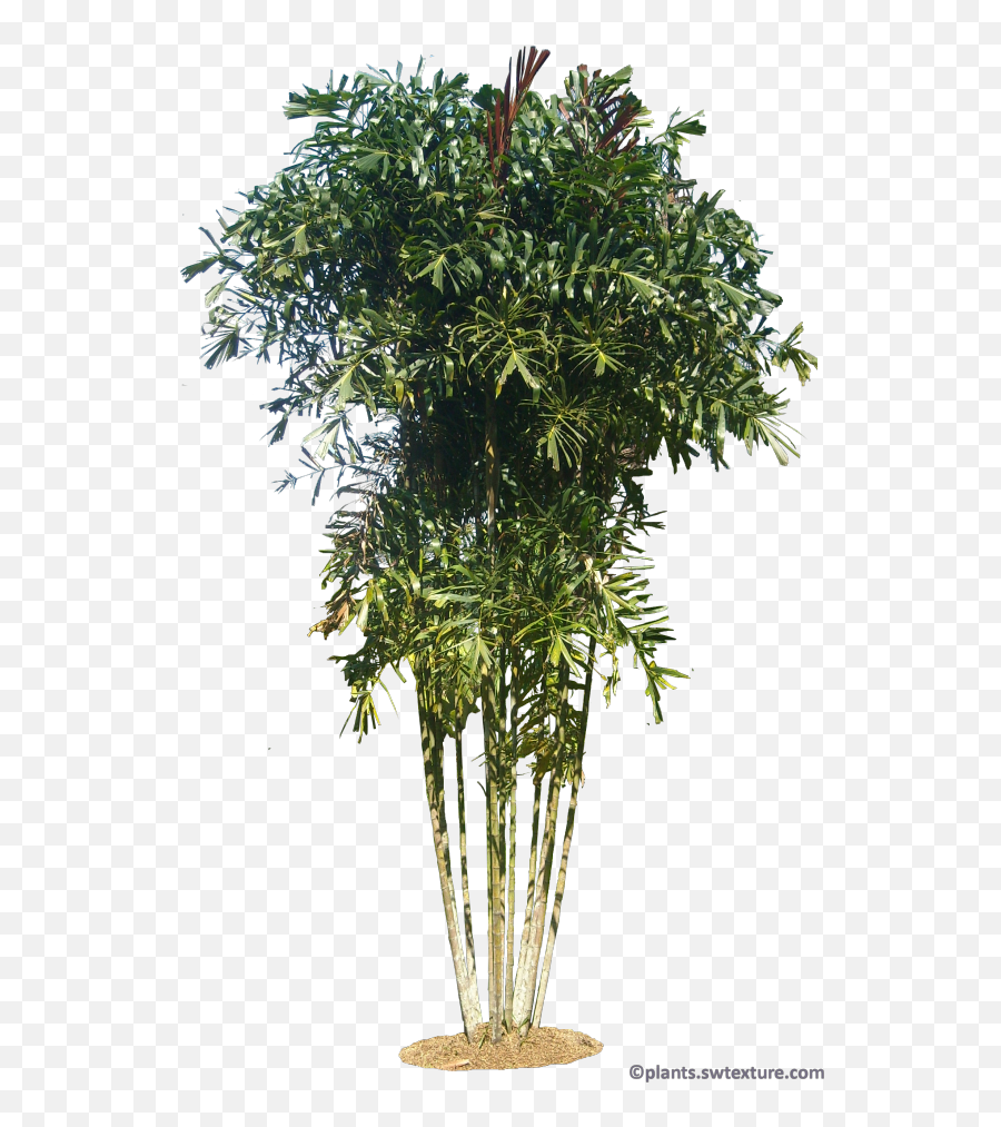 Tropical Plant Pictures - Willow Png,Tropical Plants Png