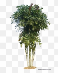 Tropical Plant Pictures - Willow png