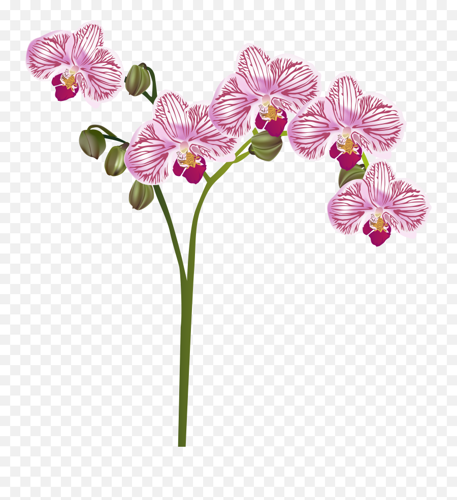 Orchid Vine Transparent U0026 Png Clipart Free Download - Ywd,Transparent Vine