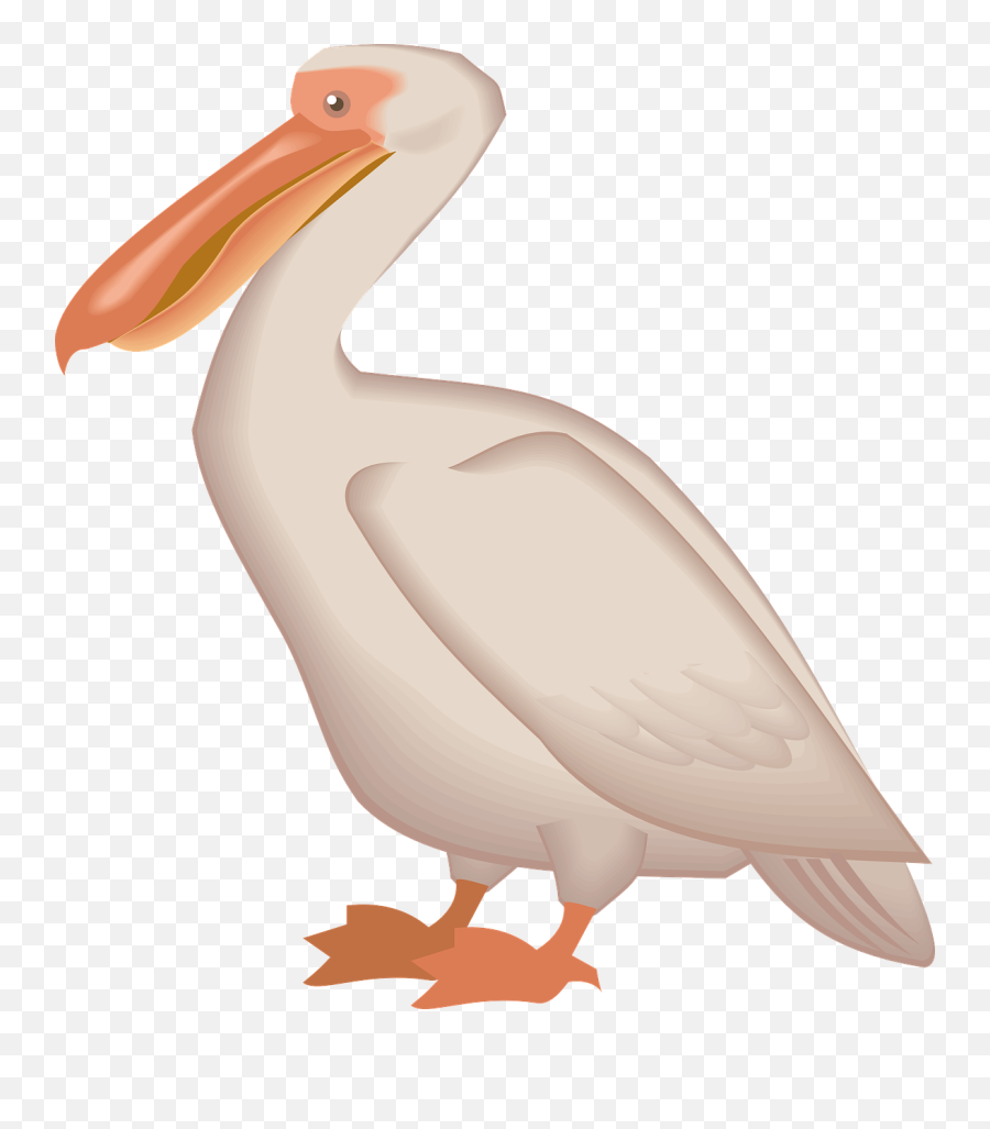Download Pelican Png - Pelican Clipart Transparent,Pelican Png