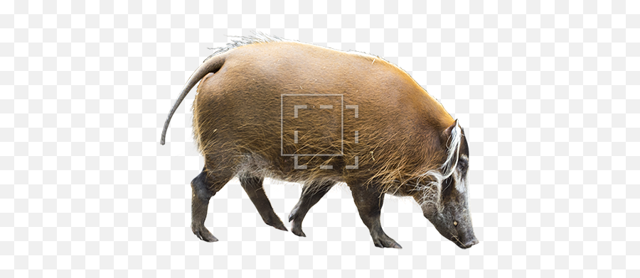 Parent Category - Bison Png,Bison Png