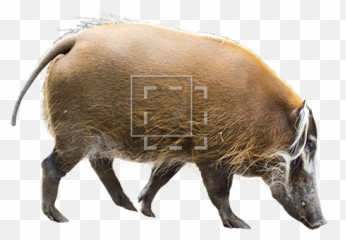 Bison Png Picture - Bison Meaning In Hindi,Bison Png - free transparent png  image 