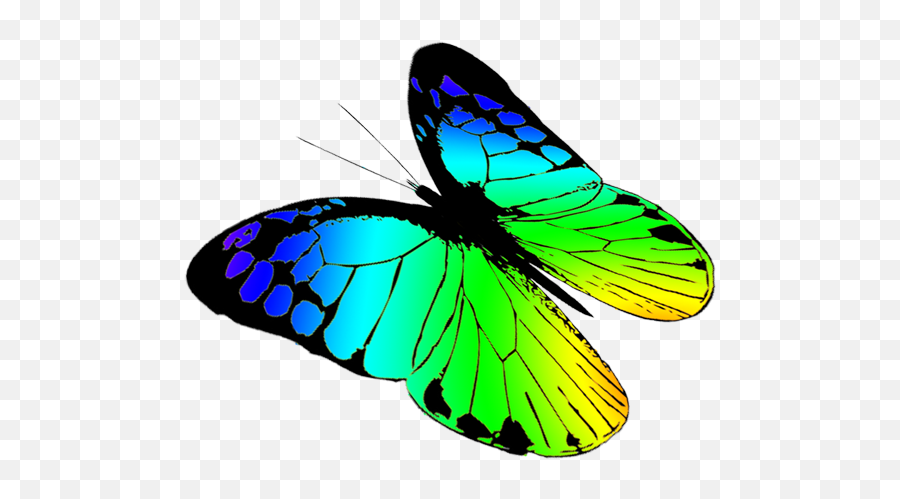 Butterfly Transparent Clipart Pictures - Green Butterfly Flying Drawing Png,Free Transparent Clipart