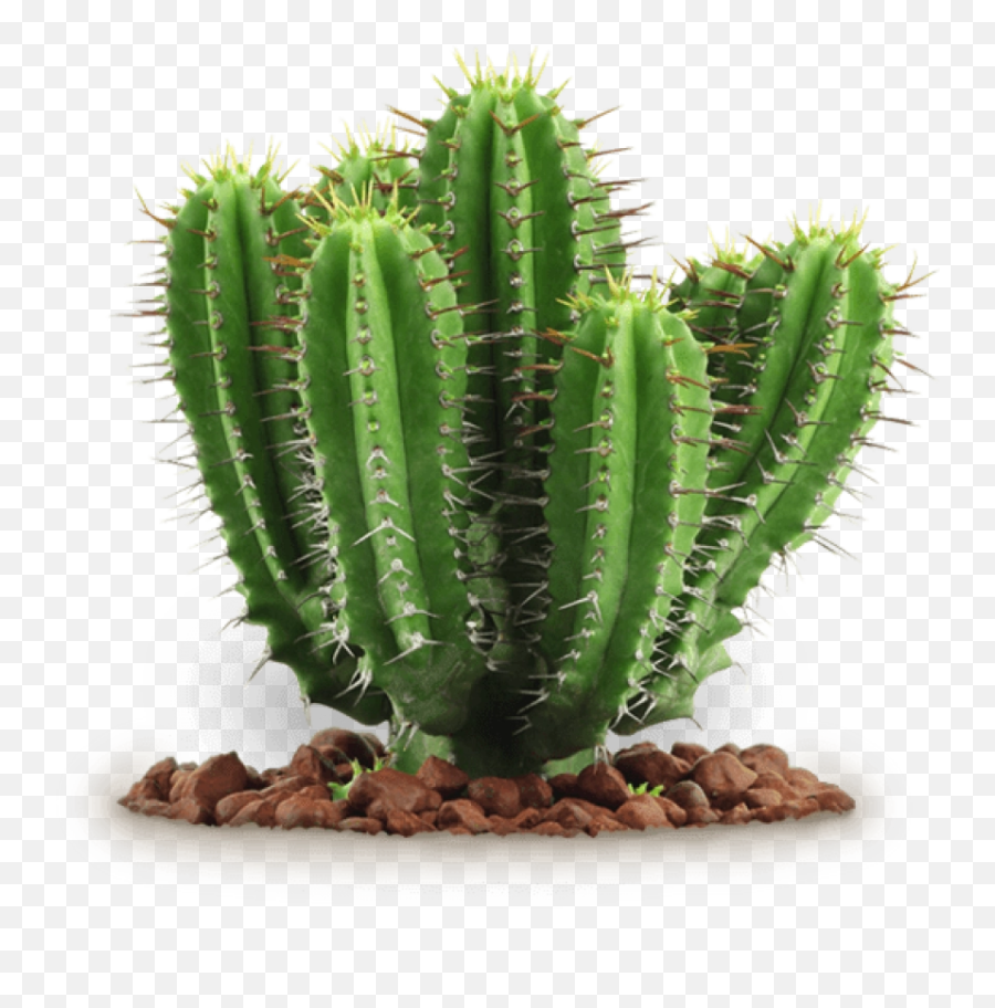 Download Free Png Cactus Clipart Photo Toppng - Cactus Plant Png,Cactus Clipart Png