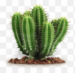 Download Free Png Cactus Clipart Photo Toppng - Cactus Plant Png,Cactus Clipart Png