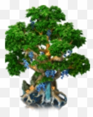 Tree Of Life - Spruce Png,Tree Of Life Png