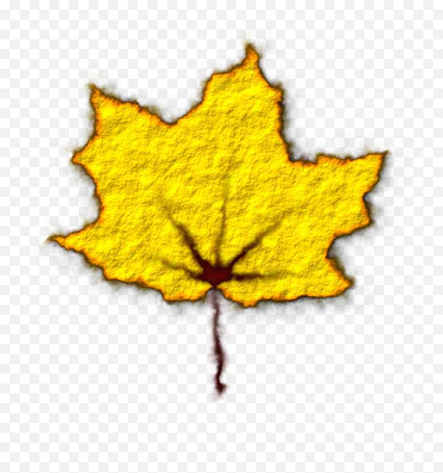 Fallen Leaves Png - Leavescolorfulstill Life Maple Leaf Maple Leaf,Maple Leaves Png