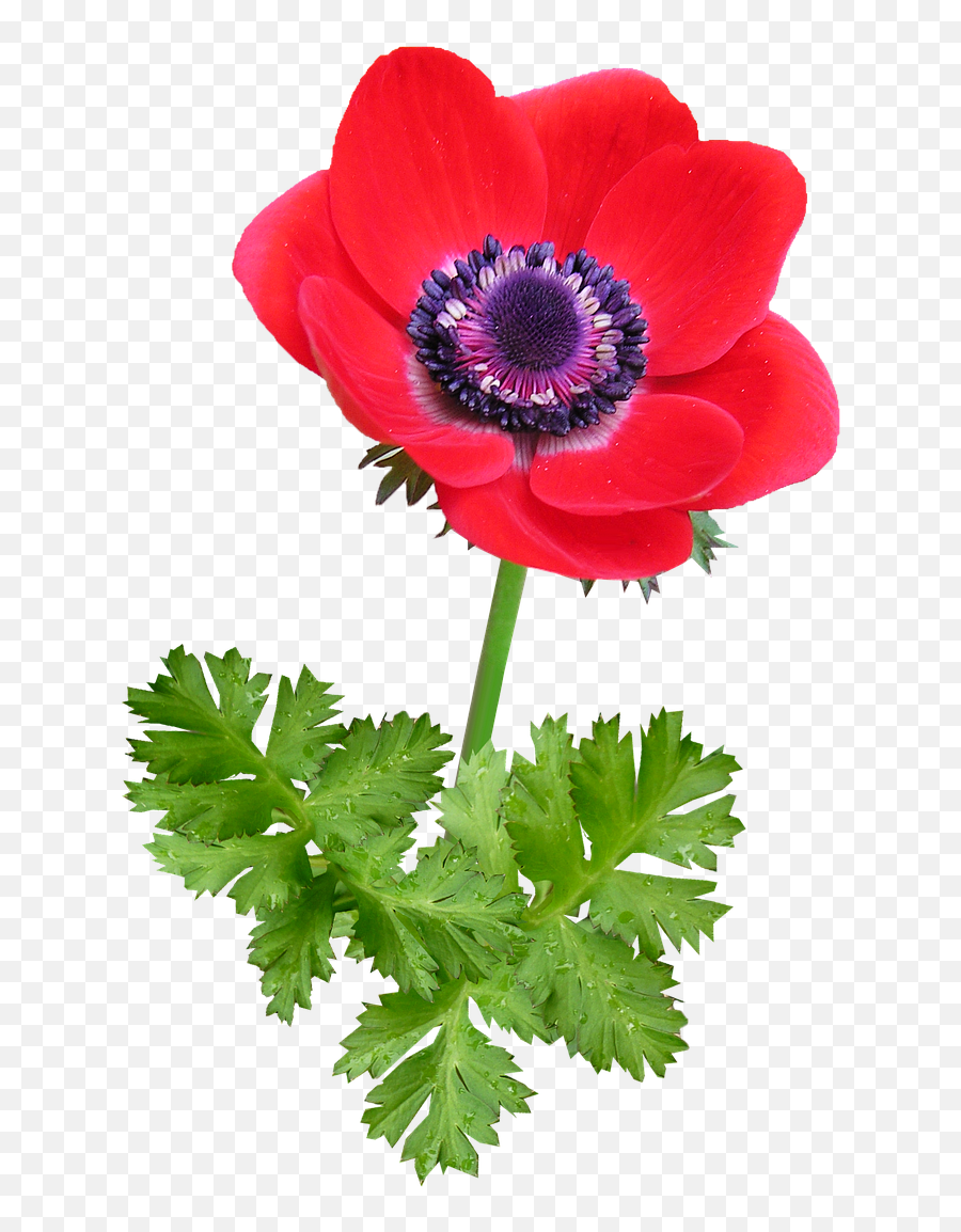 Anemonebloomredspringtimefree Pictures - Free Image From Red Anemone Png,Anemone Png