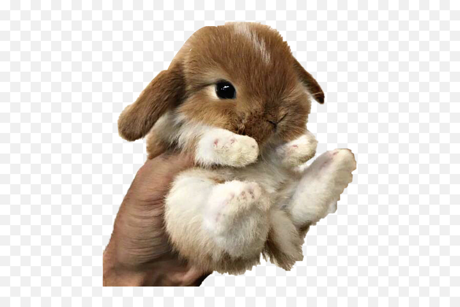 Baby Bunny Png - Baby Bunny Rabbit Hand Holding Holding A Baby Bunny,Bunnies Png