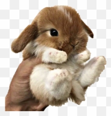 Baby Bunny Png - rabbit hand holding Holding A Baby Bunny