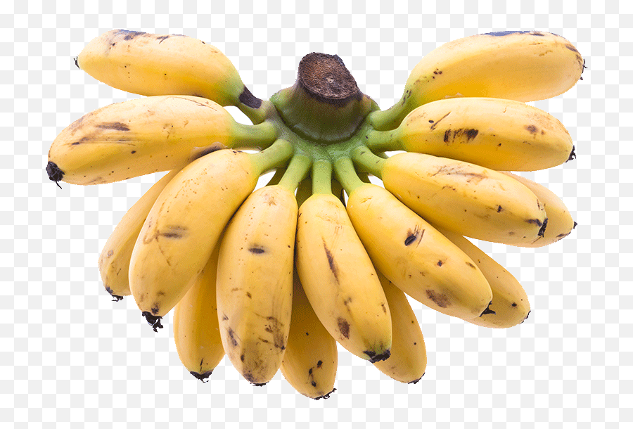 Organic Sweet Baby Bananas - Banana Images Hd Png,Bananas Png