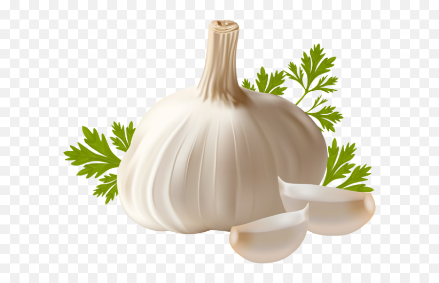 Garlic Transparent File - Transparent Background Garlic Png,Garlic Transparent Background