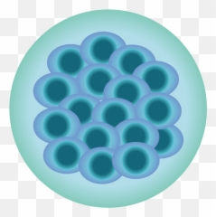 Download 201908 Mouse Embryo Morula - Morula Png,Embryo Png