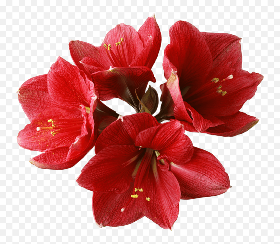 Download Orchid Png Image For Free - Amaryllis Flower Png,Orchid Png