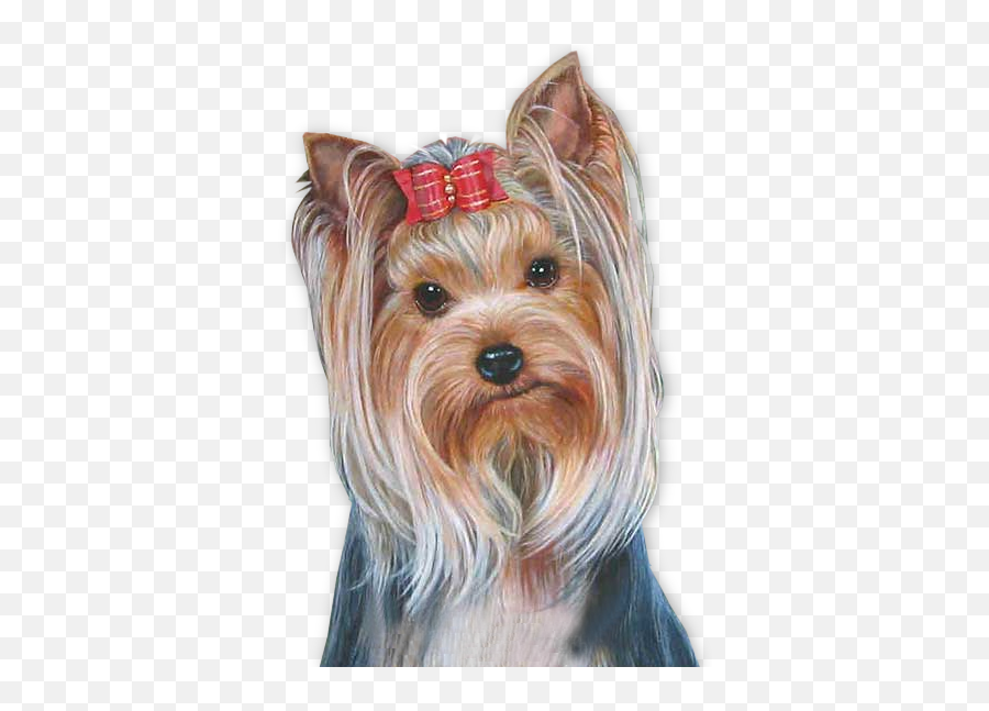 Yorkie Psd Official Psds - Png Pet Tubes,Yorkie Png