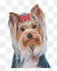 Yorkie Psd Official Psds - Png Pet Tubes,Yorkie Png
