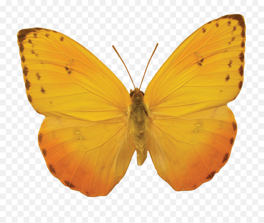 Orange Butterfly Png Image Butterflies Free Download - Transparent Yellow Butterfly Png,Butterflies Transparent