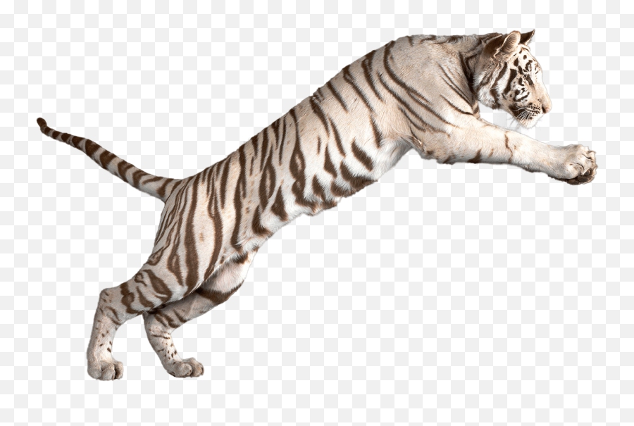 Jumping White Tiger Transparent Png - Transparent Background Tiger Png,White Tiger Png