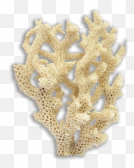 Coral Reef - Aquarium Decor png