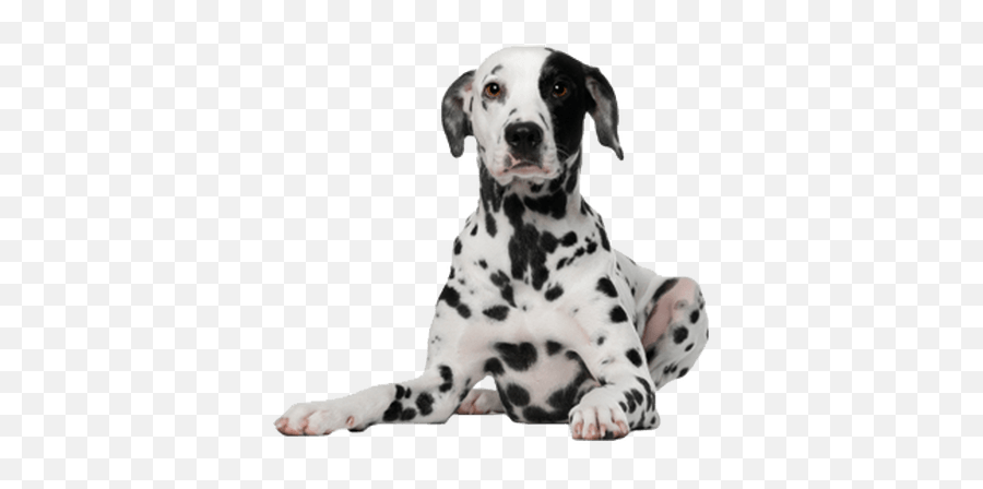 Dalmatian Dog Transparent Png - Dalmatian Dog Png,Dalmatian Png