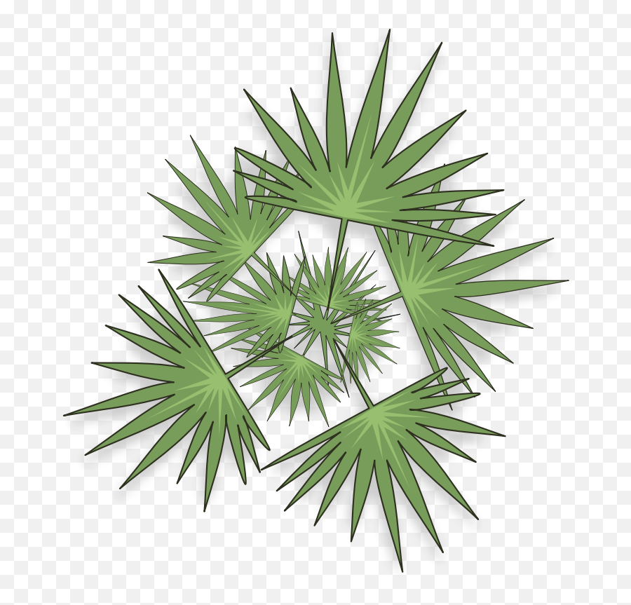 palm tree plan png