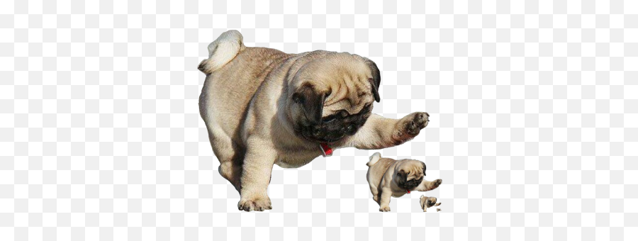 Pug Png Transparent 2 Image - Pug Playing With Ball,Pug Transparent Background