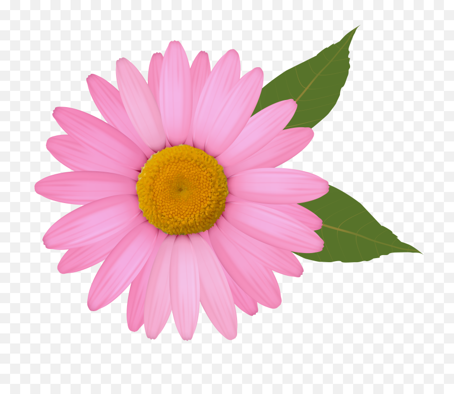Pink Daisy Png Clipart Image - Pink Daisy Flower Clipart,Flower Clipart Transparent Background