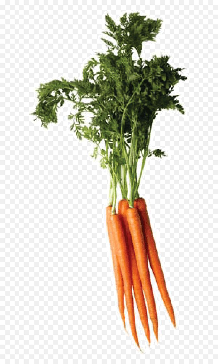 Carrot Png Image - Carrot Png Top,Carrot Transparent Background