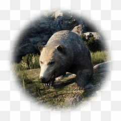 Bear - BDO Codex Grizzly png