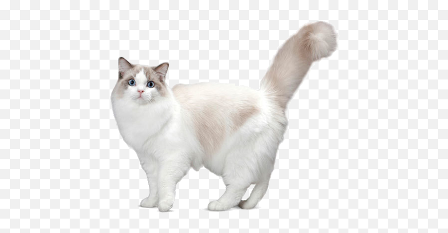 Ragdoll Cat Personality Temperament And Lifespan Petplan - British Png,Calm Icon For Cats
