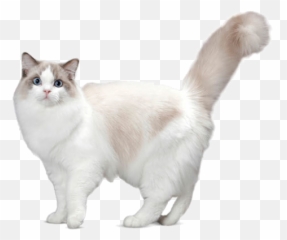 Ragdoll Cat Personality Temperament And Lifespan Petplan - British png