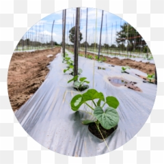 Mulch Films Packaging For Agriculture Tc Transcontinental Png