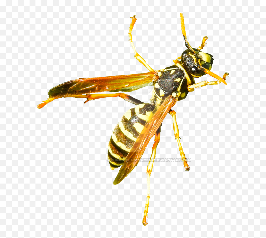 Wasp Png Picture - Hornet Transparent,Wasp Png