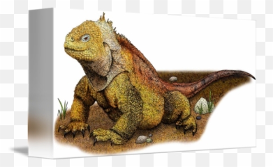 Galapagos Land Iguana By Roger Hall - Green Iguana Png,Iguana Png