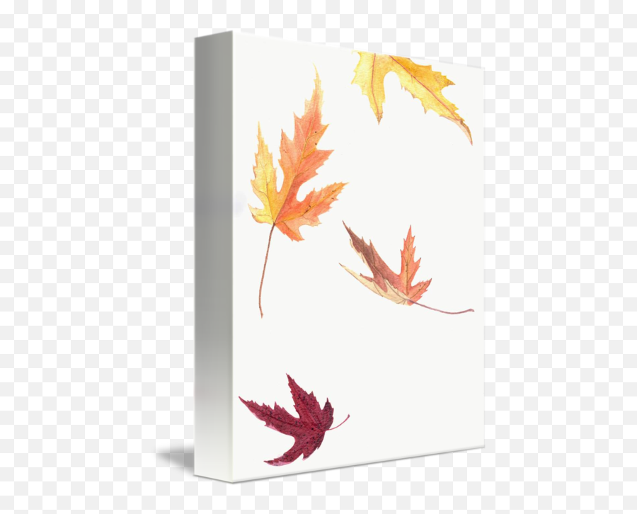 Falling Leaves By Jennifer Woodworth - Maple Leaf Png,Falling Leaves Transparent