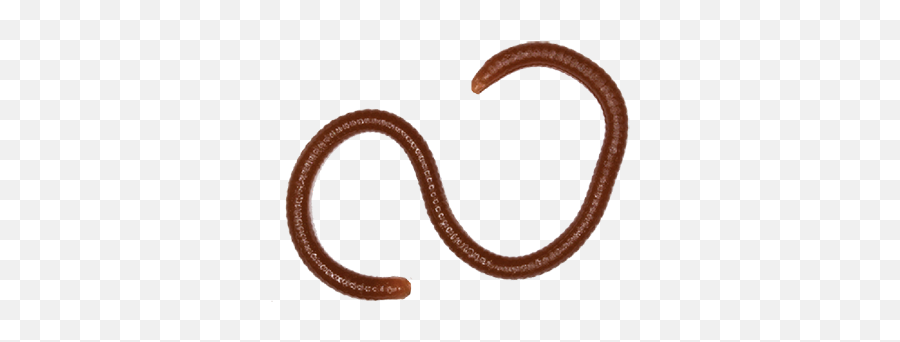 Earthworm - Common Kingsnake Png,Earthworm Png