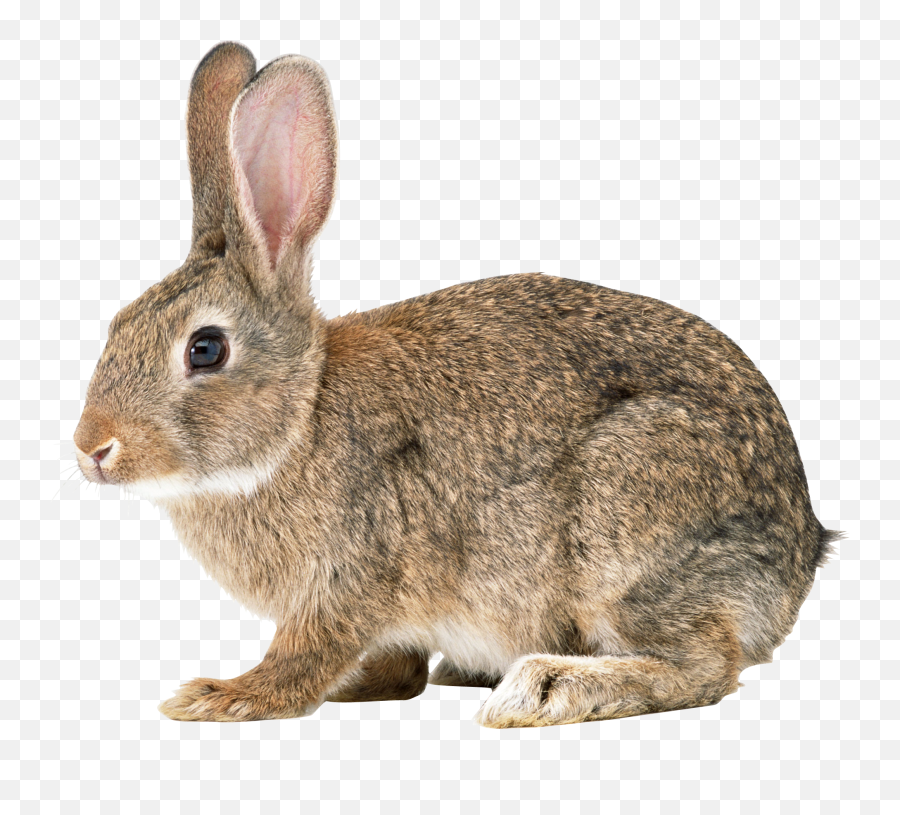 Png Transparent Rabbit - Wild Rabbit Png,Rabbit Transparent