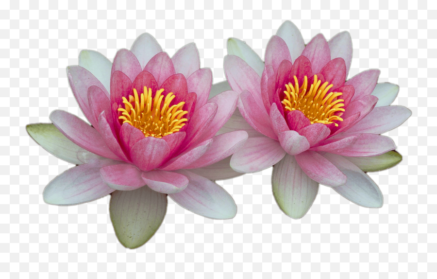 Water Lilies - Water Lily Transparent Background Png,Lily Transparent Background