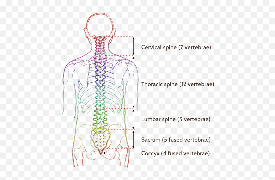 Areas Of The Body Spine Controls U2013 Millennium Chiropractic - Spinal Curves Png,Spine Png