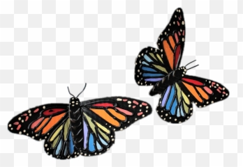Freetoedit - Viceroy Png,Monarch Png
