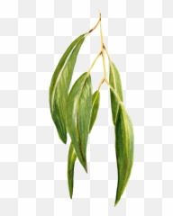 Flora Fauna Kristen Van Veen - Plant Pathology Png,Eucalyptus Png