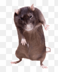 Ratstanding Up White Background - Rat Standing Up White Background Png,Rat Transparent Background